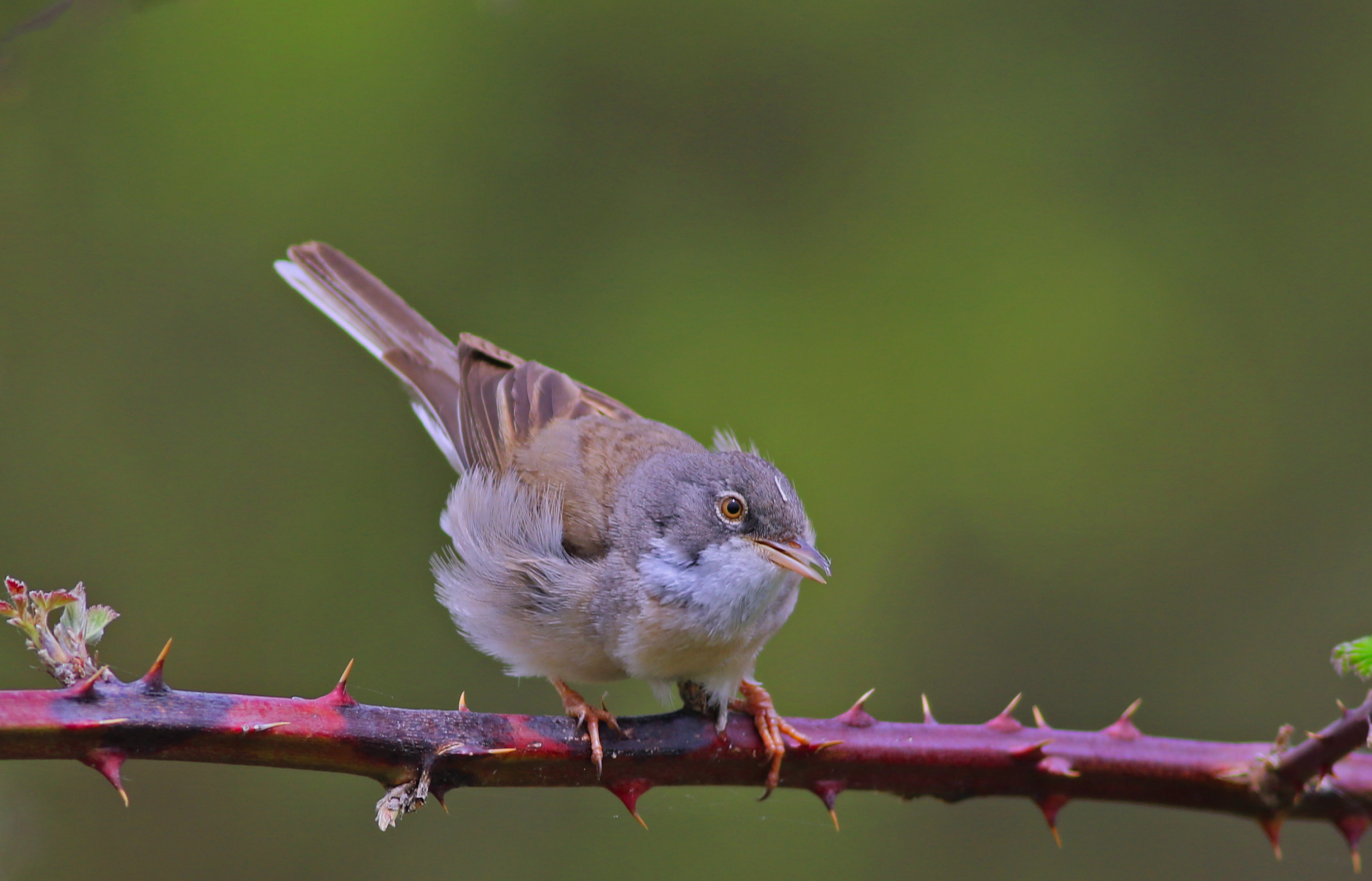 Greater Whitethroat